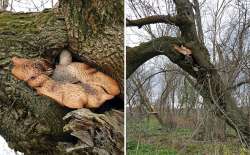 Dryads saddle Photo: Sheri Larsen