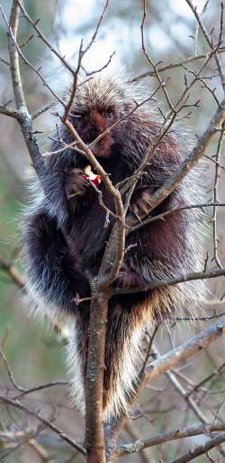 Porcupine Photo: Tim Larsen