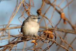 Northern mockingbird Photo: Timothy Loftus