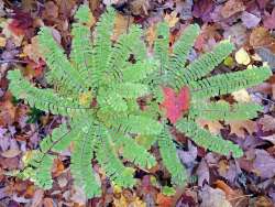 Maidenhair fern Photo: Sheri Larsen