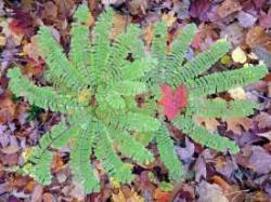 Maidenhair fern Photo: Sheri Larsen