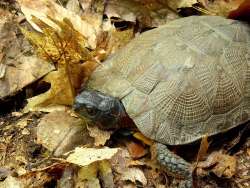 Wood Turtle Photo: Frank Kaczmarek