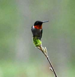 Hummingbird Photo: Jen Danly