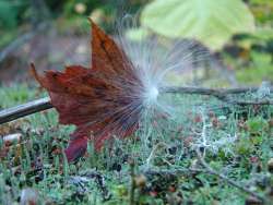 Milkweed Photo: Cindy Morin