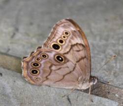 Northern Pearly Eye Photo: Kit Hood