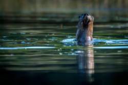 Otter Photo: Mary Hartt