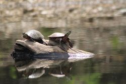 32_painted_turtles_may.jpg