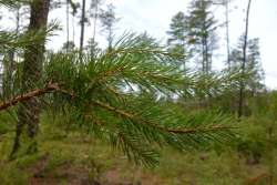 Pitch Pine Photo: Geoffrey Bluh