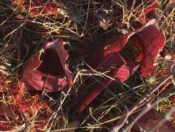 Pitcher plants Photo: Sharon Bombard