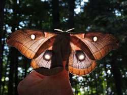 Polyphemus moth Photo: Tami Gingrich