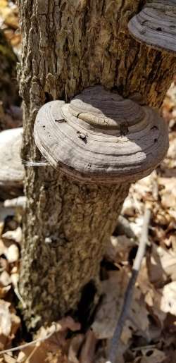 Polypore fungus Photo: Mary Heide