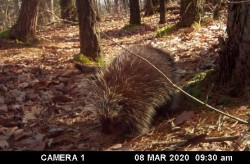 Porcupine Photo: Bonnie Honaberger