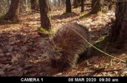Porcupine Photo: Bonnie Honaberger