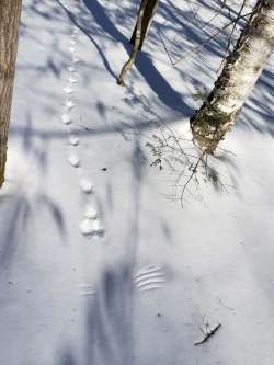 Snow trail Photo: Esther Cowles