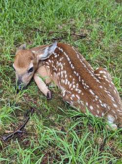 Fawn Photo: Jon Gilson