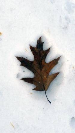 Spring Leaf Photo: Phillip Barry