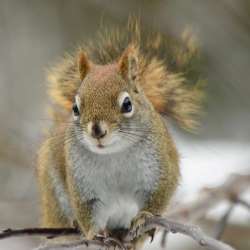 Squirrel feeder Photo: Ken Hatch