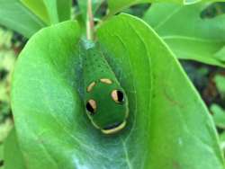 Swallowtail caterpillar Photo: Pam Landry