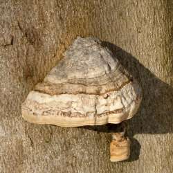 Polypore Photo: Ken Hatch