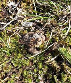 Toad Photo: Sheryl M. Gebauer