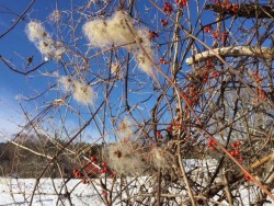 Virgins Bower Photo: Pam Landry