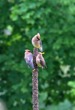 Waxwings Photo: Cheryl Metcalf