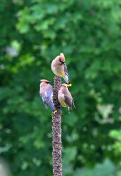 Waxwings Photo: Cheryl Metcalf