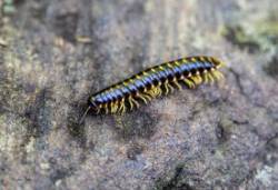 32_webmillipede_n2b6254shelvingrockfallsny6.17_.jpg