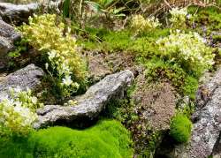 Alpine flowers Photo: Karinne Heise