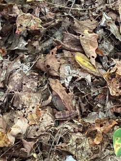 Wood frog Photo: Mary Kent