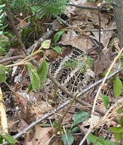 Woodcock nest Photo: Linda Brownson