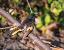32w_sutton_american_redstart.jpg