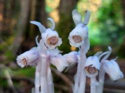 Ghost pipes Photo: Stacy Boone