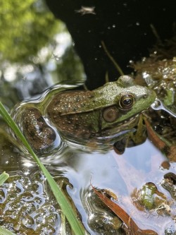 Green frog Photo: Rachel Courtney