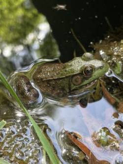 Green frog Photo: Rachel Courtney