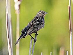 Redwing blackbird Photo: Richard Philben