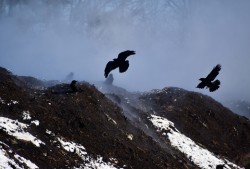33-thompson-crows-compost.jpg