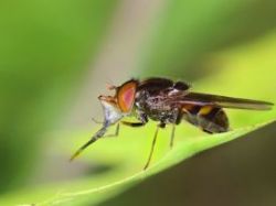Syrphid fly Photo: Christine Young