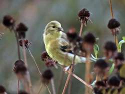 Goldfinch Photo: Charlie Schwarz