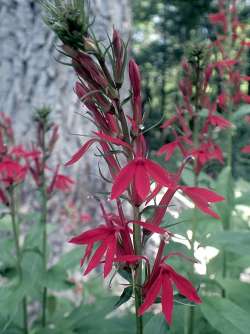 33_Cardinal-Flower-Kettle-Pond.jpg