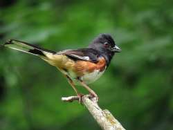 Towhee Photo: Charlie Schwarz