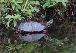 Turtle Photo: Peter Hollinger