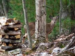 33_Whitetail_woodpile.jpg