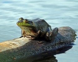 Bullfrog Maine Photo: Sheri Larsen