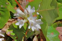 Mayflower Photo: Deb Clough