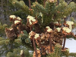 Balsam Fir Cones Photo: Pam Landry