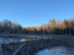 Beaver Dam Photo: Linda Rhodes