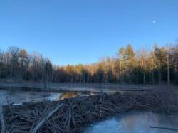 Beaver Dam Photo: Linda Rhodes