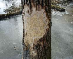 Beaver work Photo: Sheri Larsen