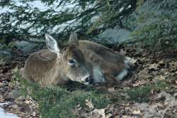 Deer Photo: Barry Wicklow